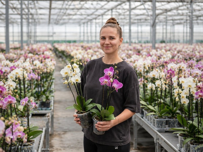 Orchid Worker